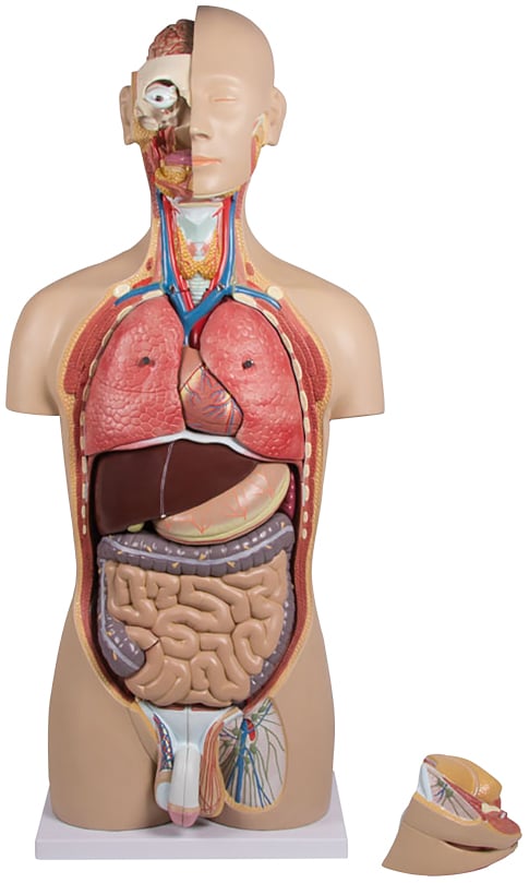 Erler-Zimmer Torso, 27 pieces