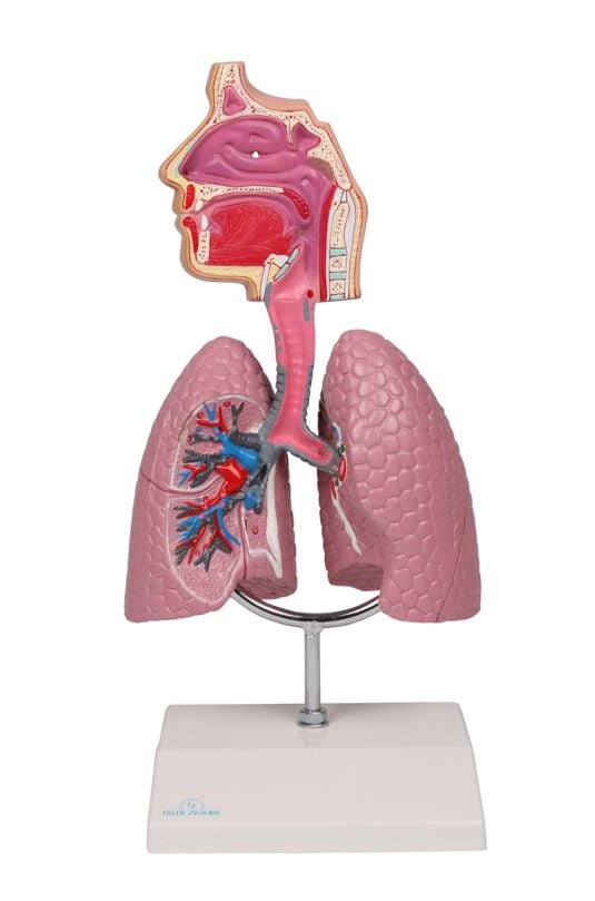 Erler-Zimmer Respiratory Model, Augmented Anatomy