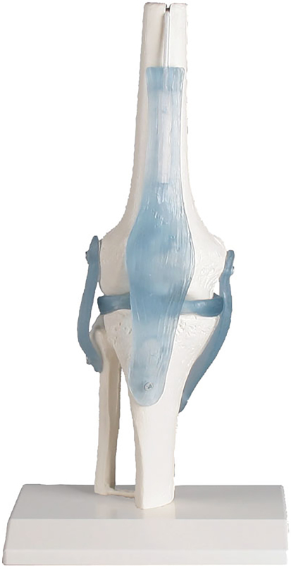 Erler-Zimmer Knee Joint with Ligaments