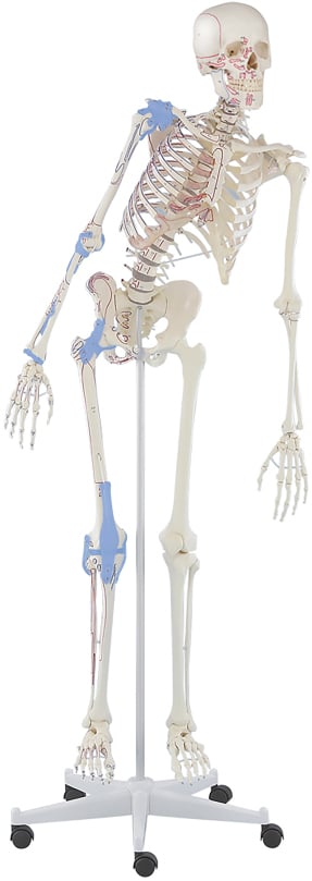 Erler-Zimmer Skeleton Max, Articulated
