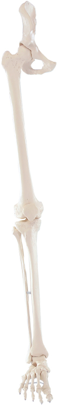 Erler-Zimmer Leg Skeleton