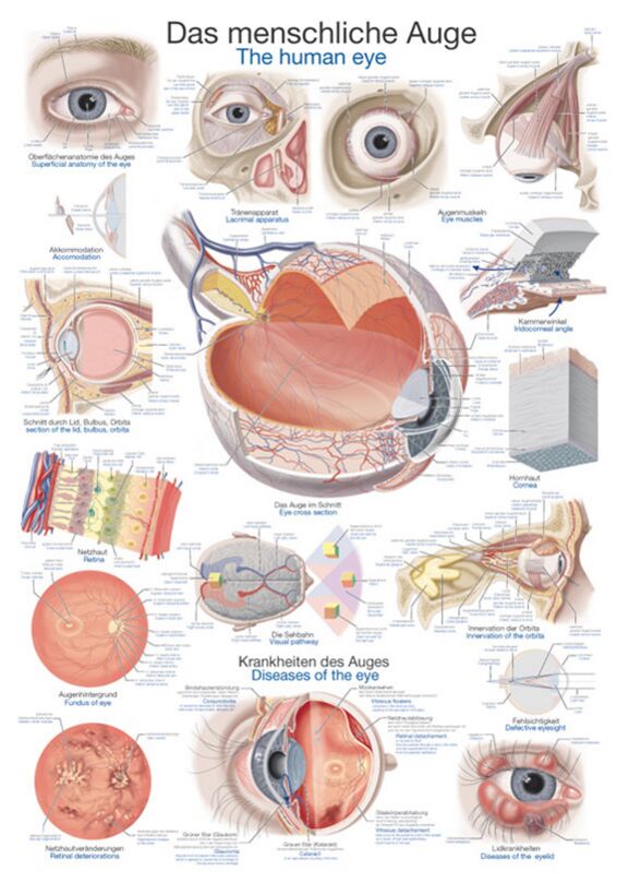 Chart - The human eye