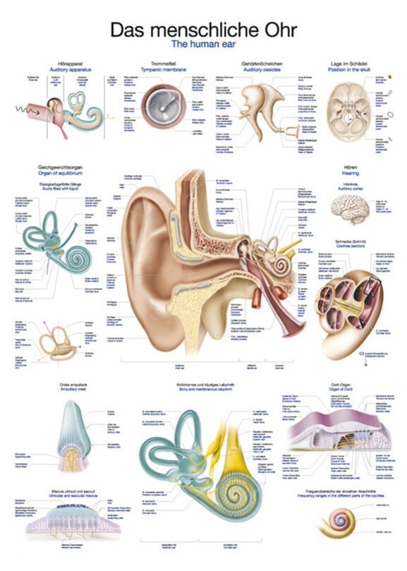 Chart - The human ear
