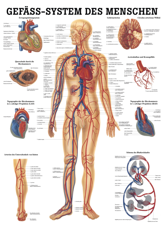 Teaching board, poster - The human vascular system