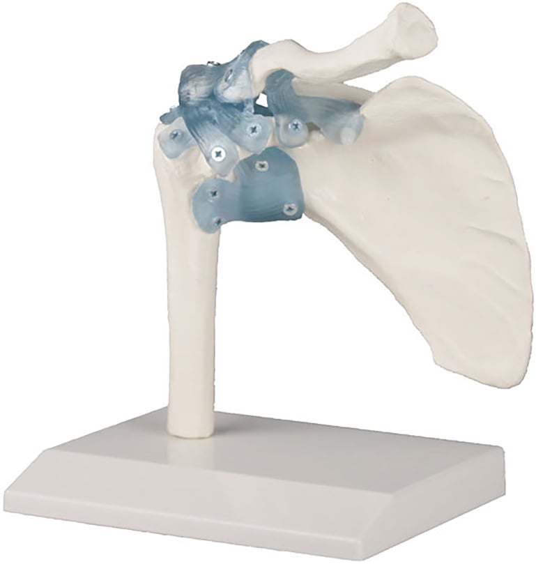 Erler-Zimmer Shoulder Joint with Ligaments
