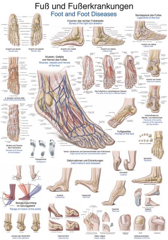 Poster - Foot and Foot Disorders