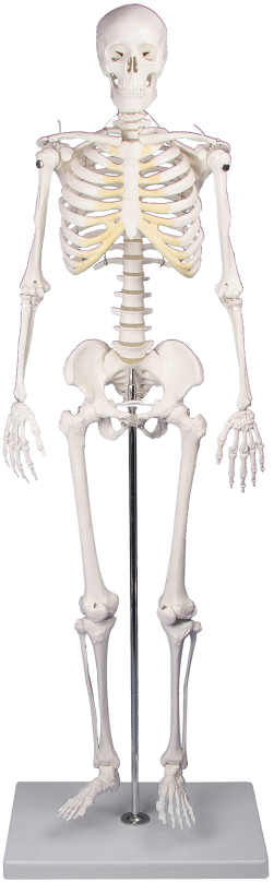 Erler-Zimmer Miniature Skeleton Tom
