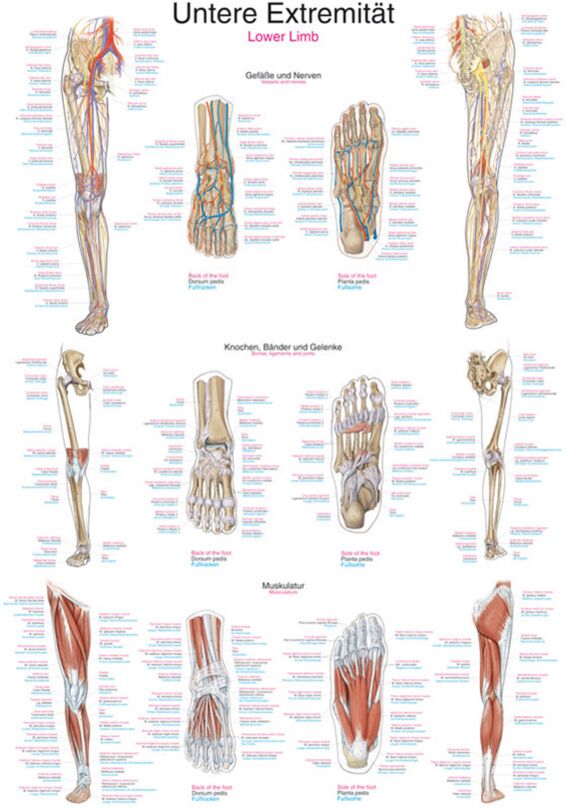 Chart - Lower Extremity