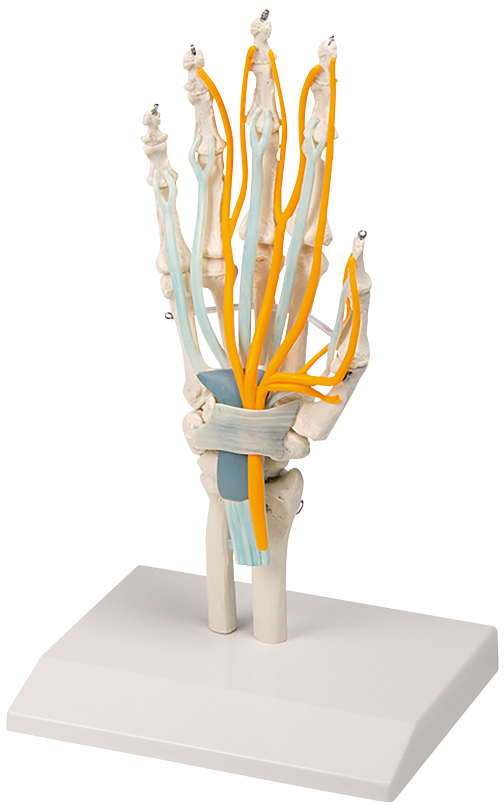 Erler-Zimmer Hand with Tendons, Nerves, and Carpal Tunnel