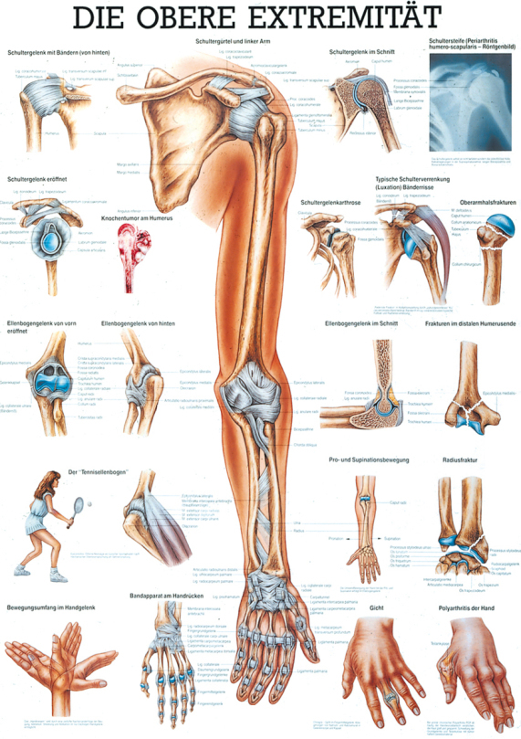 Educational Chart - Upper Extremity
