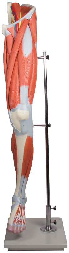 Erler-Zimmer Leg Muscles, 13-Piece Set