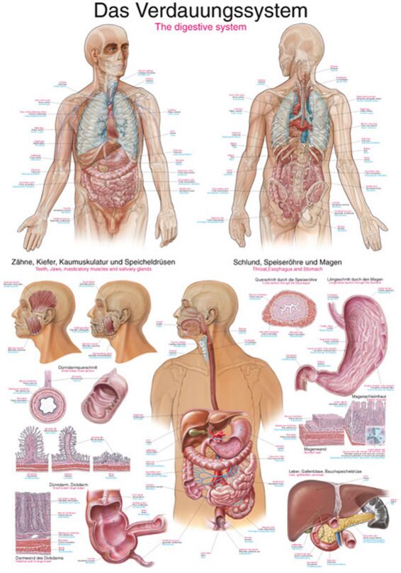 Poster - The Digestive System
