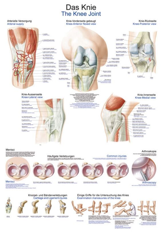 Wall Chart - The Knee
