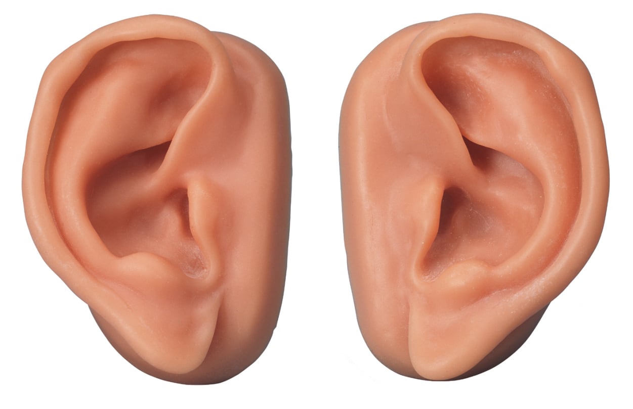 Ear Acupuncture Model