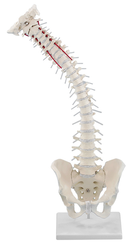 Erler-Zimmer's Articulating Spine with Pelvis