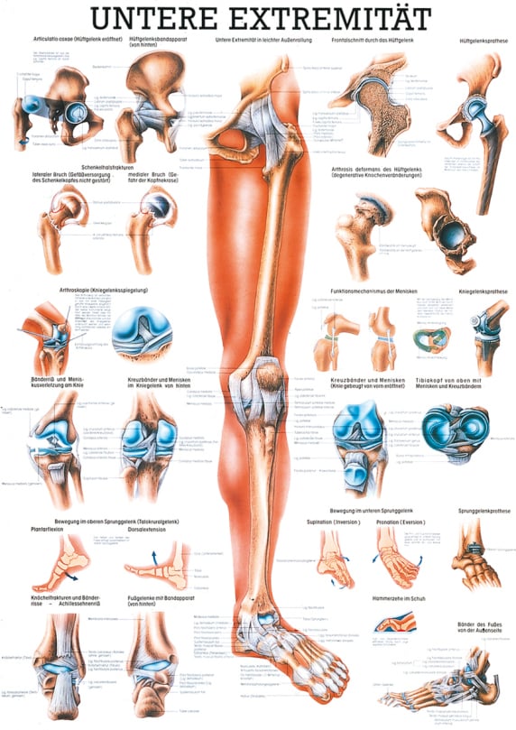 Poster - Lower Extremity