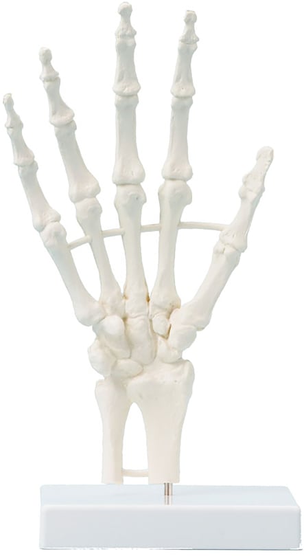 Erler-Zimmer Hand Skeleton