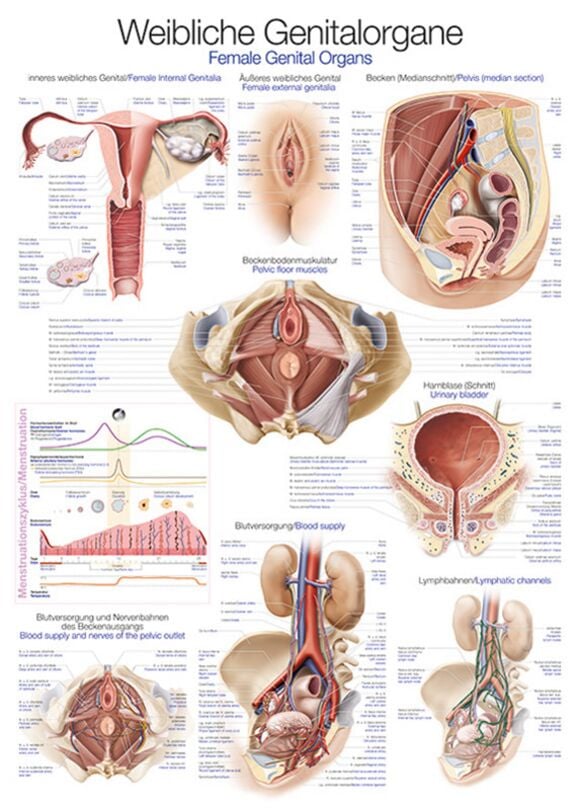 Teaching Chart - Female Genital