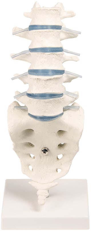 Erler-Zimmer Lumbar Spine