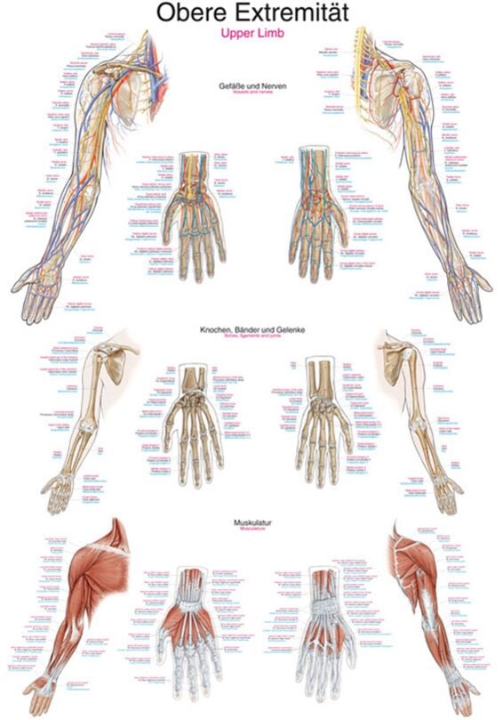 Chart - Upper Extremity