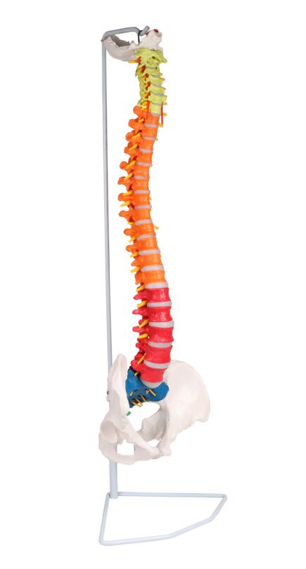 Erler-Zimmer Flexible Spine, Didactic
