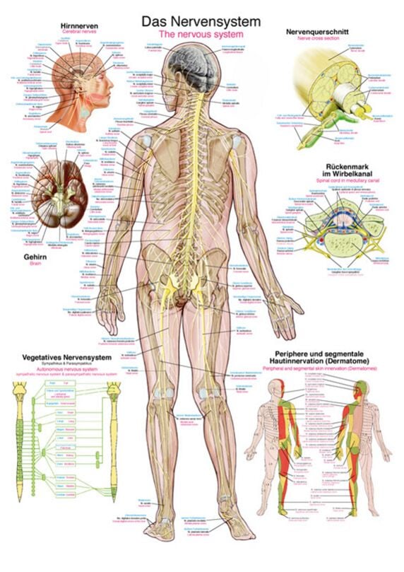 Poster - The Nervous System