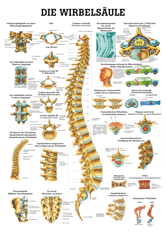 Teaching Board, Poster - The Spine