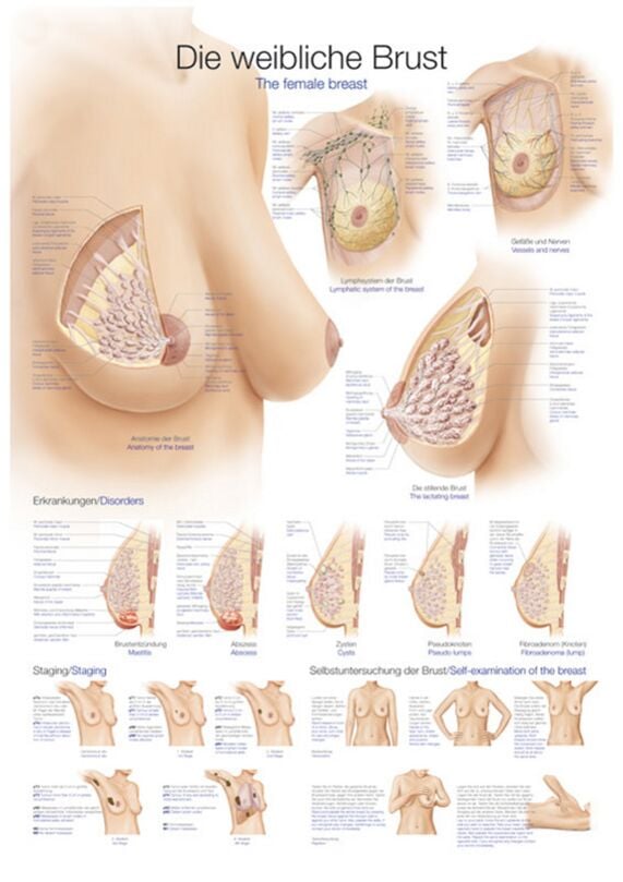 Poster - The Female Breast