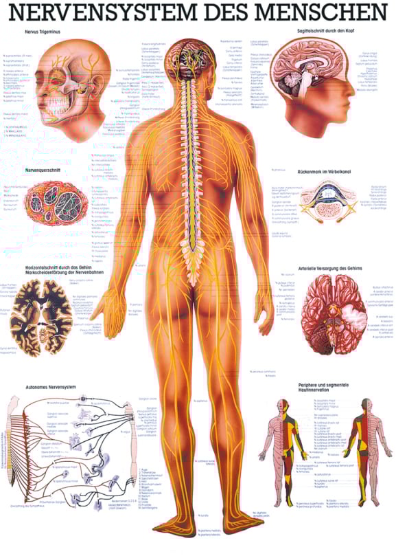 Educational Chart, Poster - The Human Nervous System