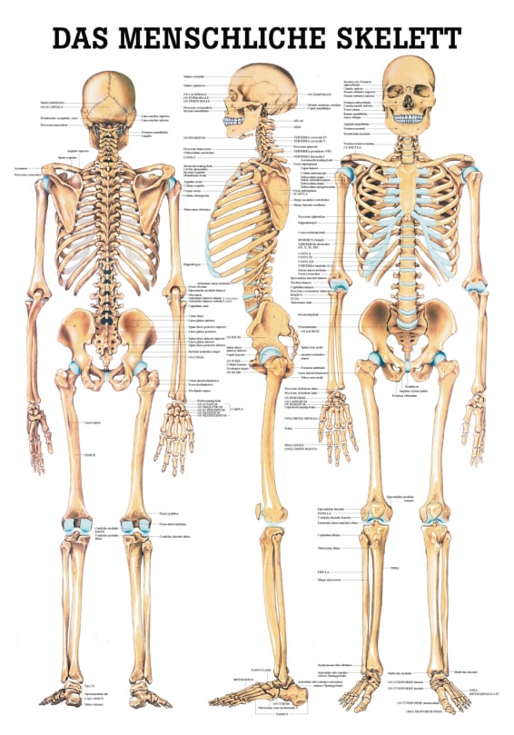 Teaching board, poster - The human skeleton