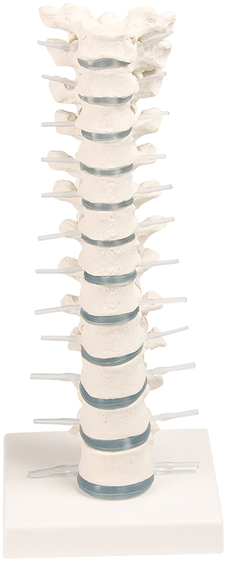 Erler-Zimmer Thoracic Spine