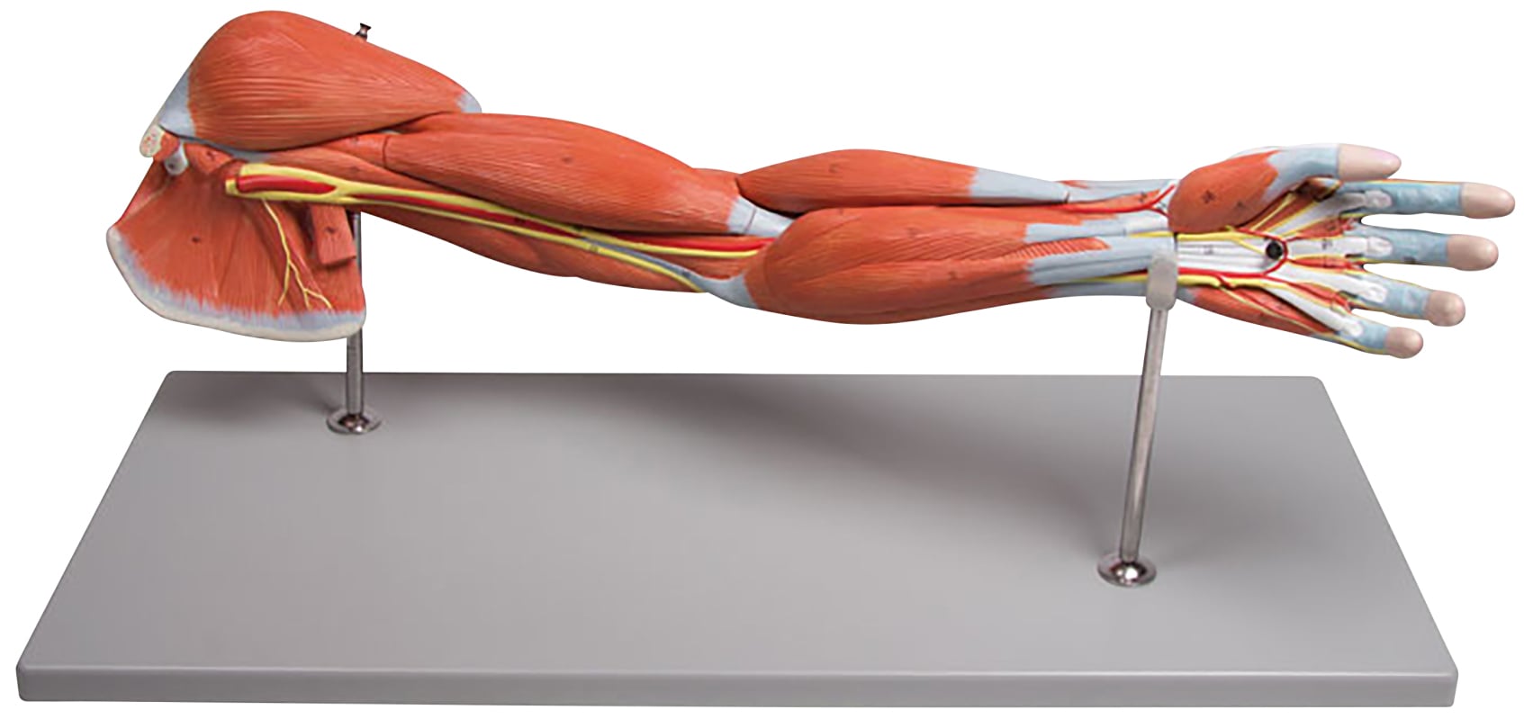 Erler-Zimmer Arm Musculature, 7-Piece