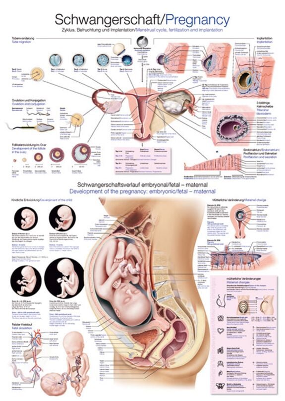 Teaching Chart - Pregnancy