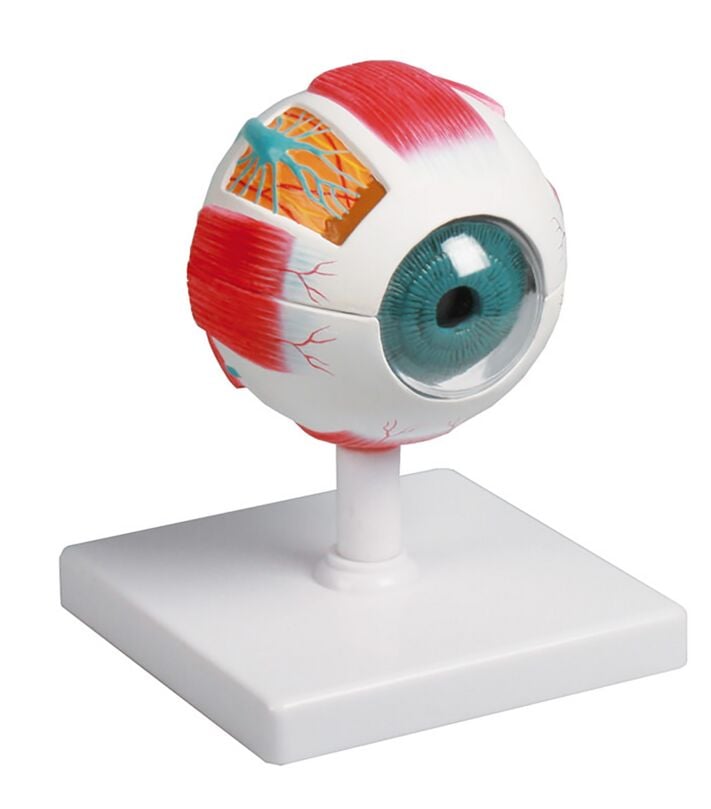 Erler-Zimmer Eye Model, Augmented Anatomy