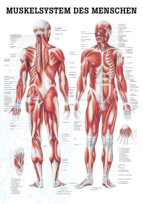 Teaching board, poster - Human muscular system