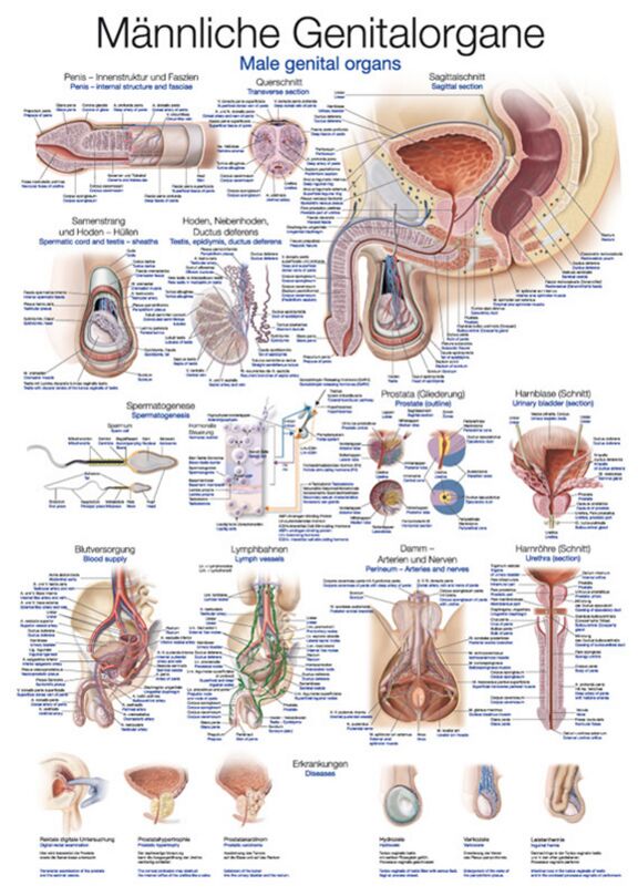 Chart - Male Genital Organs