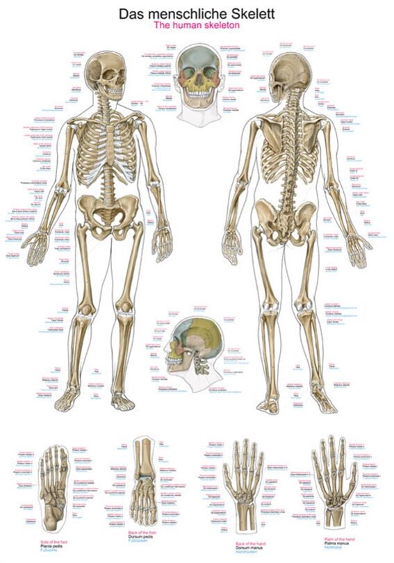 Chart - The human skeleton