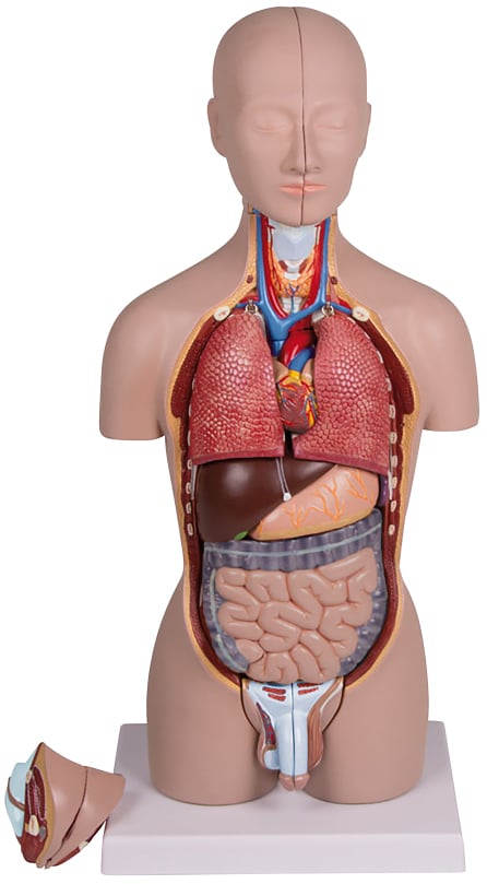 Erler-Zimmer Mini-Torso, 16 pieces