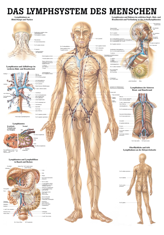 Educational Chart, Poster - The Human Lymphatic System
