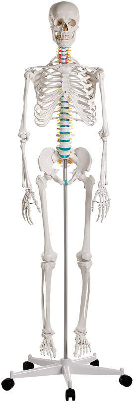 Erler-Zimmer School Skeleton Oscar