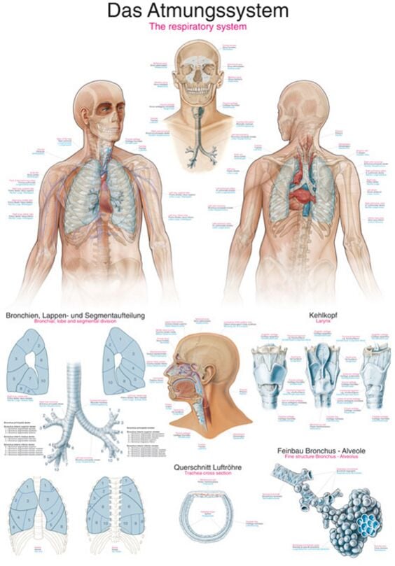 Chart - The Respiratory System