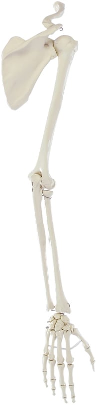 Erler-Zimmer Arm Skeleton
