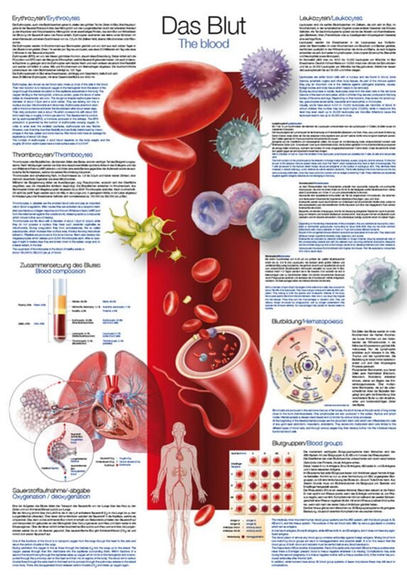 Instructional Chart - The Blood