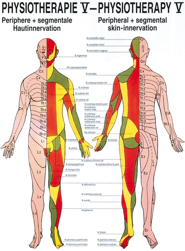 Poster - Skin Innervation