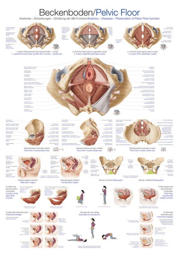 Teaching Chart - Pelvic Floor