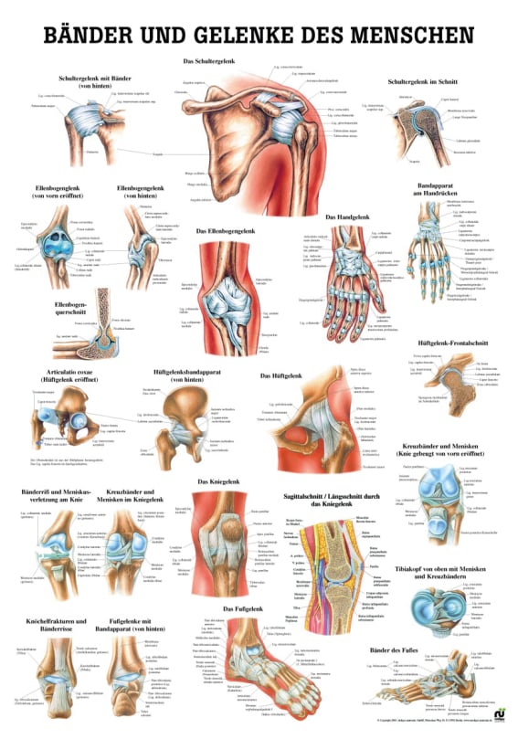 Educational Chart - Muscles and Joints of the Human Body