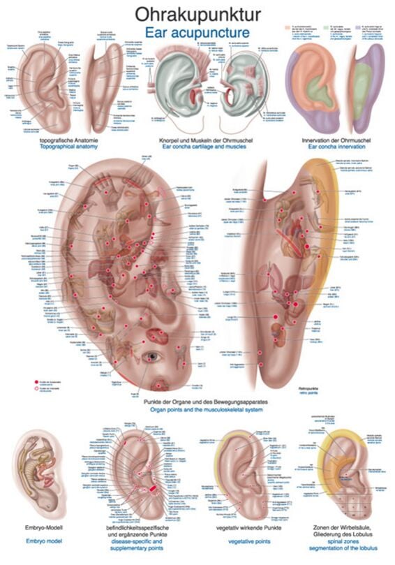 Teaching Chart - Auricular Acupuncture