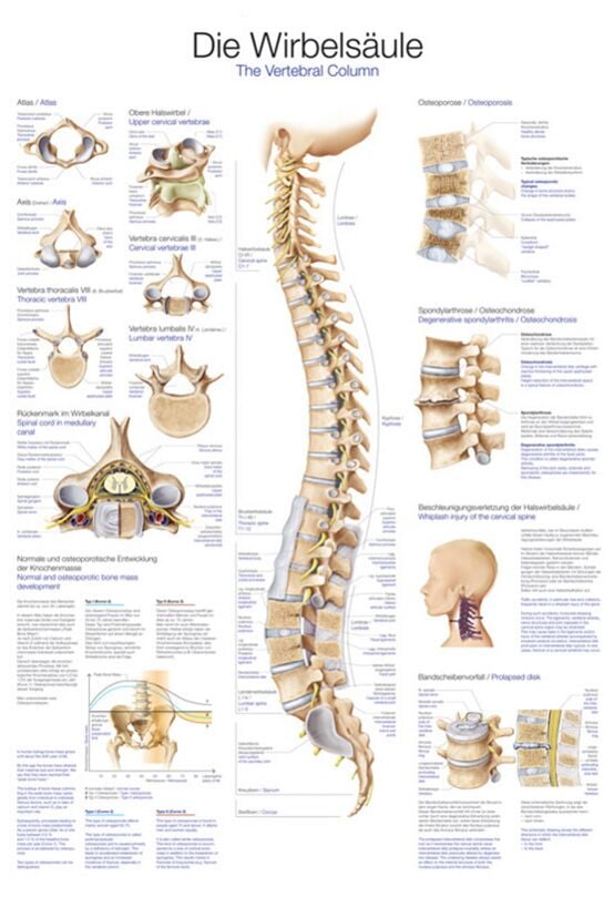 Educational Chart - The Spine