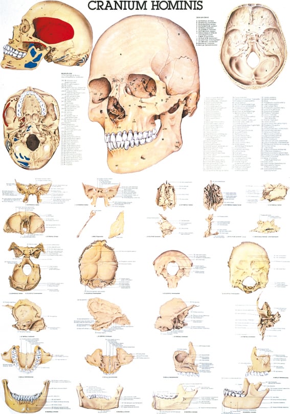 Poster - The Human Skull
