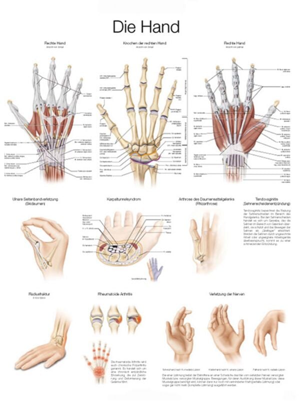Educational Chart - The Hand